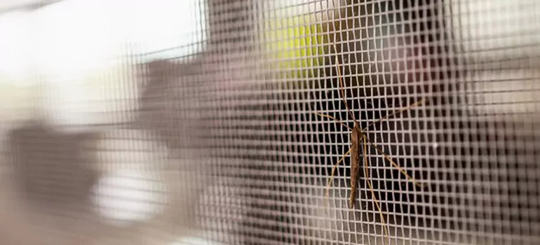 Repair Mosquito Mesh For Windows in Sun City Center, FL